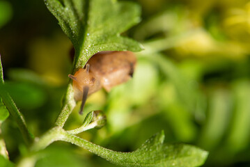 Snail, beautiful snail details on green leaves seen through a macro lens, selective focus.