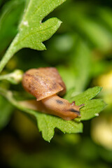 Snail, beautiful snail details on green leaves seen through a macro lens, selective focus.