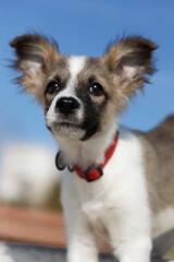 Portrait of a small puppy with big ears against the blue sky.