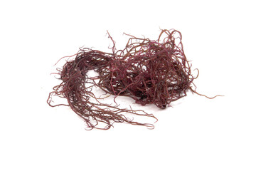 Ogonori / Red algae / Gracilaria