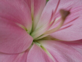 Lilie rosa