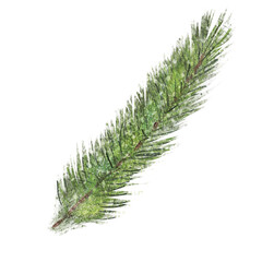 watercolor evergreen branch, pine tree, fir, spruce coniferous plants, christmas decorations. Illustration isolated on white background