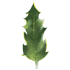 green spiky holly leaves for Christmas decoration