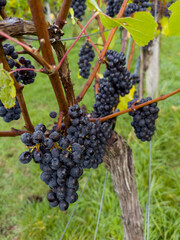 red grapes in vineyard