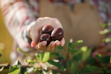 Close up of female farmer worker hands holding fresh ripe plums in orchard garden during autumn harvest. Harvesting time