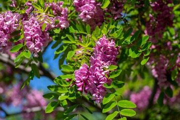 Robinia pseudoacacia ornamental tree in bloom, purple robe cultivation flowering bunch of flowers, green leaves in sunlight