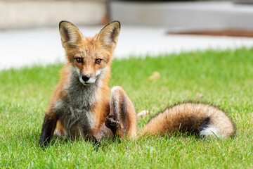 Red fox cub looking at a viewer sitting on green grass