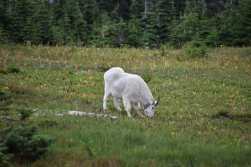 Obraz premium Nature