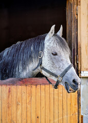 Grey spotted Arabian horse in his wooden stable box - detail on head only, mouth half opened with teeth visible