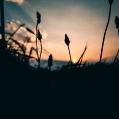 Obraz premium Sunset and plants