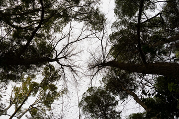 Fototapeta premium Copas de arboles en otoño