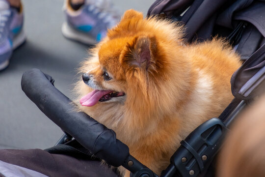 Lustige Hundebilder, ein putziger Zwergspitz in einem Kinderwagen.
