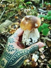 Porcini mushroom UK, Surrey, England mushroom picking 