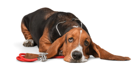 Basset Hound dog with stethoscope on white background