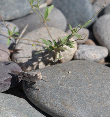 lizard on the stone