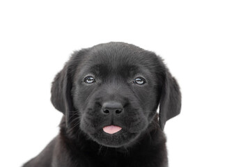 A small black puppy on a white background isolate. Portrait of a labrador retriever dog.
