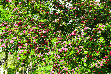 Crataegus laevigata 'Rosea Flore Pleno' Tree.A beautiful Hawthorn Tree Crimson Cloud Crataegus laevigata in full bloom in early spring with a mass of pink and white flowers. Selective blurred focus