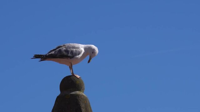 Gaviota descansando sobre un tejado en un d&iacute;a de verano a macara lenta