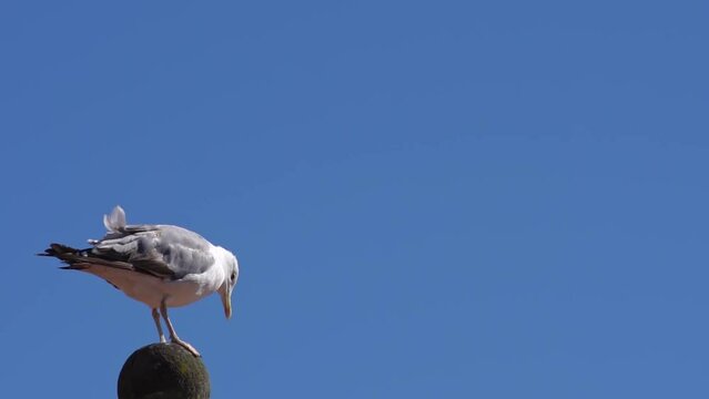 Gaviota descansando sobre un tejado en un d&iacute;a de verano a macara lenta