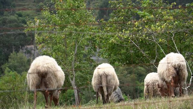 Reba&ntilde;o de ovejas buscando comida en una granja detr&aacute;s de una valla