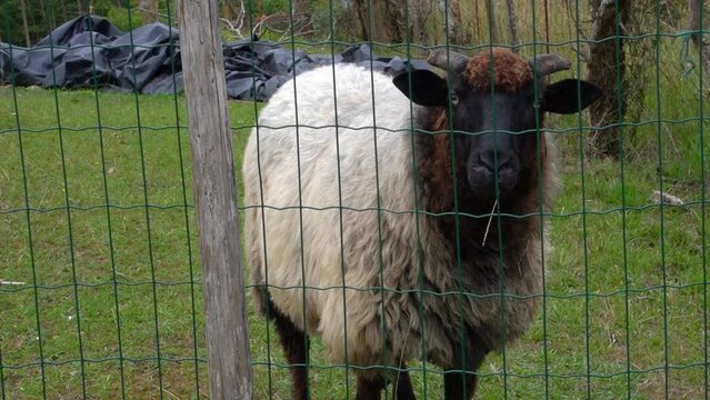 Oveja negra balando detr&aacute;s de una valla