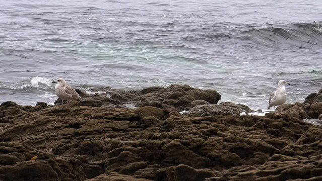 Gaviotas descansando en una orilla rocosa de playa. Olas rompiendo en las rocas mientras gaviotas buscan comida