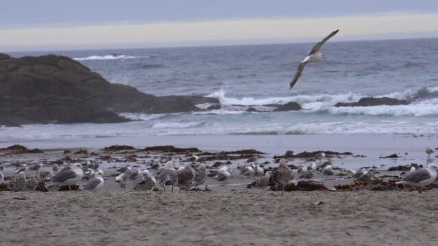 Bandada de gaviotas descansando en la playa en un d&iacute;a nublado. Gaviotas volando bajo la playa
