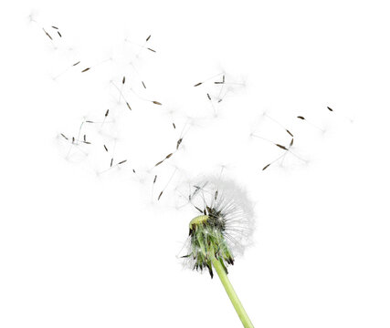 Dandelion, Nature, Change.