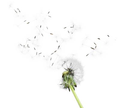 Dandelion, Nature, Change.