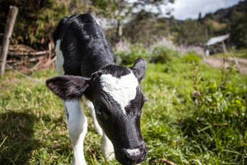 Joven vaca negra con mancha blanca de corazón en la frente acercándose hacia la cámara