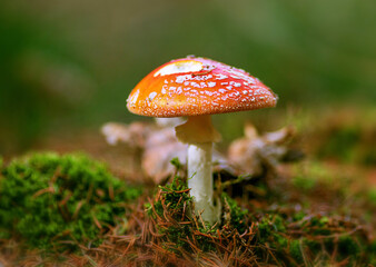 red fly agaric on a green meadow
