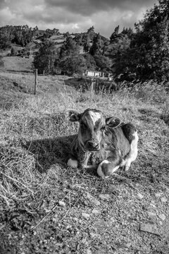 Vaca echada en el pasto