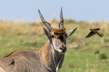 eland antilope & yellow-billed oxpecker