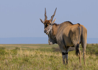 Eland antilope chewing grass