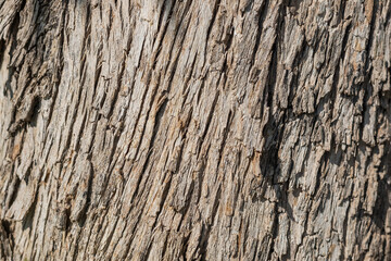 Cracked surface of a tree trunk.Bark pattern is seamless texture from tree. For background wood work, Bark of brown hardwood, thick bark hardwood, residential house wood.