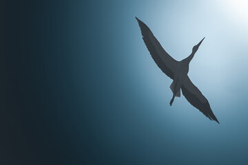 Dark silhouette of a stork flying towards the light. High quality photo