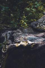 Tree Stump With Moss