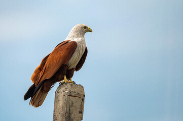 Brahminy kite or Haliastur indus perching on pole