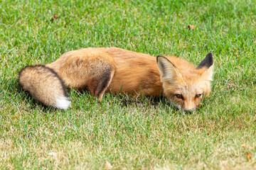 Cute red fox cub