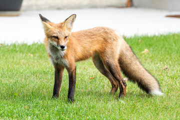 Cute red fox cub on standing green grass facing right