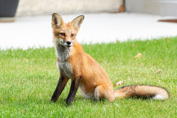 Cute red fox cub sitting on green grass facing right