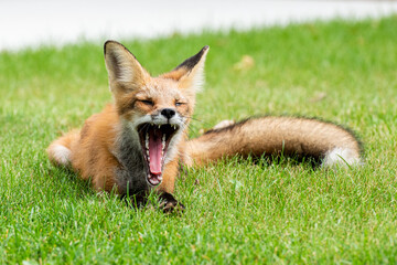 Cute red fox cub yawns with wide open mouth lying on green grass