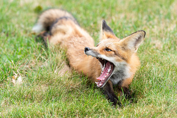 Cute red fox cub yawns, wide open mouth with sharp teeth. facing left, lying on green grass