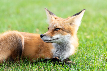 Cute red fox cub lies on green grass facing left