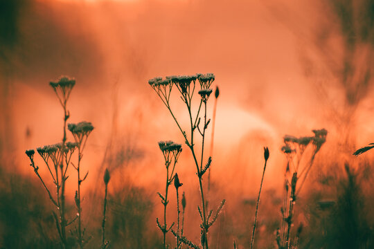 Morning sunrise meadow grassland background