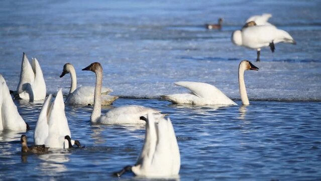 Annual migration of trumpeter & tundra swans along the western side of North America. Taken in Marsh Lake, Yukon Territory, Canada during April, spring. 