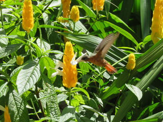 Colibrí en su estado natural disfrutando del néctar de las flores y la brisa fresca de la tarde  © Judith