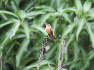 Colibrí en su estado natural disfrutando del néctar de las flores y la brisa fresca de la tarde 