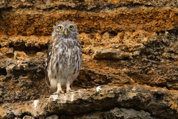 Little owl or Athene noctua perched on a rock
