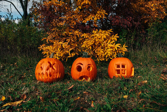 Beautiful fall foliage showing vibrant colors. 